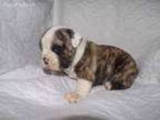 Bulldog Puppy for sale in Stella, MO, USA