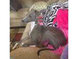 Italian Greyhound Puppy for sale in Caryville, FL, USA
