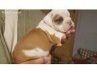 Bulldog Puppy for sale in Troy, NC, USA