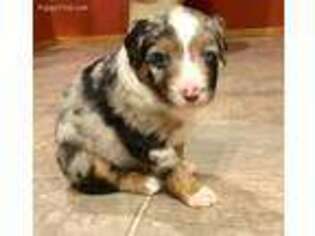 Miniature Australian Shepherd Puppy for sale in Springhill, LA, USA