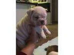 Bulldog Puppy for sale in Cleveland, OK, USA