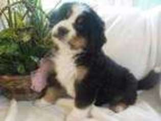 Bernese Mountain Dog Puppy for sale in Carson City, MI, USA
