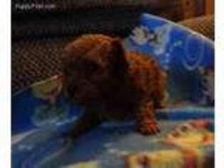 Mutt Puppy for sale in Bark River, MI, USA