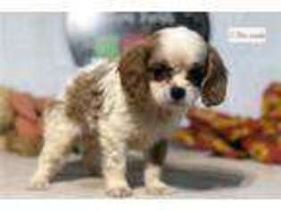 Cavapoo Puppy for sale in Saint Louis, MO, USA