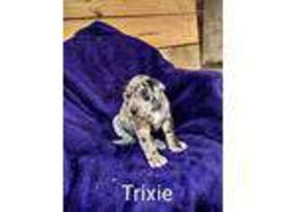 Great Dane Puppy for sale in Plainville, IN, USA