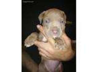 American Staffordshire Terrier Puppy for sale in Middletown, CT, USA