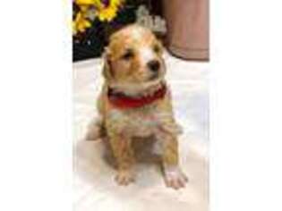 Mutt Puppy for sale in Akron, IN, USA