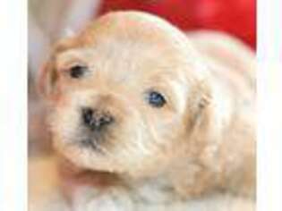Havanese Puppy for sale in West Plains, MO, USA