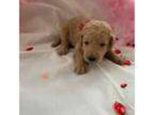 Labradoodle Puppy for sale in Tomball, TX, USA