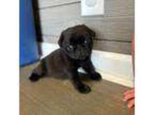 Pug Puppy for sale in Powell, TN, USA