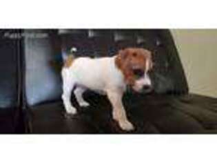 Jack Russell Terrier Puppy for sale in San Antonio, TX, USA