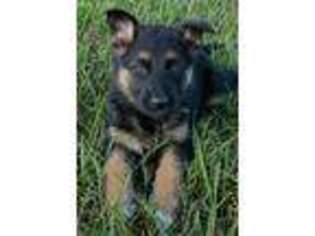German Shepherd Dog Puppy for sale in Mayetta, KS, USA