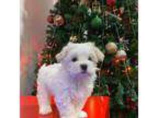 Maltese Puppy for sale in Vancouver, WA, USA