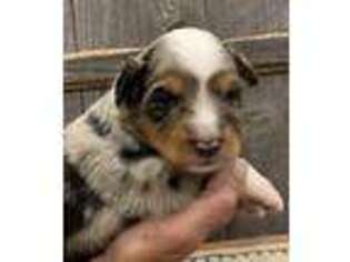 Miniature Australian Shepherd Puppy for sale in Kerrville, TX, USA