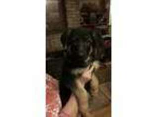 German Shepherd Dog Puppy for sale in Shepherdsville, KY, USA