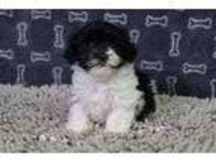 Mutt Puppy for sale in Millmont, PA, USA