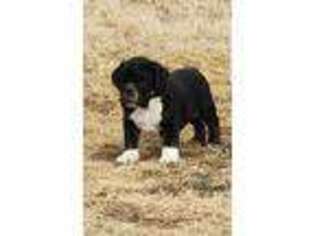 Olde English Bulldogge Puppy for sale in Wanette, OK, USA
