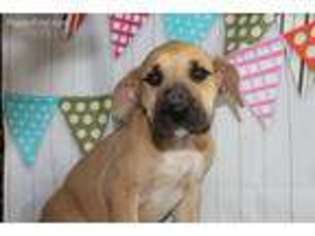 Great Dane Puppy for sale in Havana, AR, USA