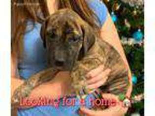 Great Dane Puppy for sale in Farmville, VA, USA