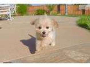 Cavachon Puppy for sale in Warren, MI, USA