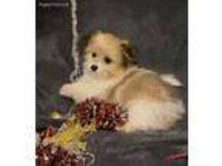 Maltipom Puppy for sale in Vine Grove, KY, USA