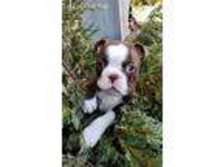 Boston Terrier Puppy for sale in New Albany, MS, USA