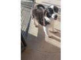 Border Collie Puppy for sale in Paso Robles, CA, USA
