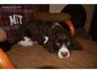English Cocker Spaniel Puppy for sale in Buckhannon, WV, USA
