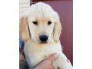 Golden Retriever Puppy for sale in Fenton, MI, USA