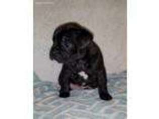 Mutt Puppy for sale in Stoughton, WI, USA