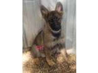 German Shepherd Dog Puppy for sale in Mountain View, MO, USA