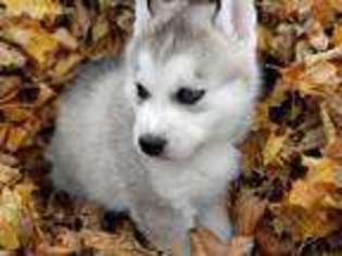 Siberian Husky Puppy for sale in Gurnee, IL, USA