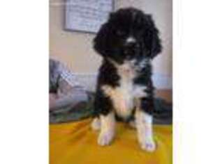 Newfoundland Puppy for sale in Jenison, MI, USA