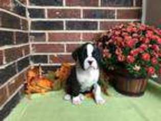Boxer Puppy for sale in Wentzville, MO, USA