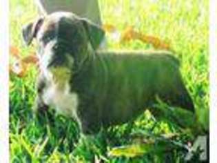 Olde English Bulldogge Puppy for sale in ANGLETON, TX, USA