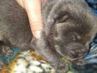 Chow Chow Puppy for sale in Colton, NY, USA