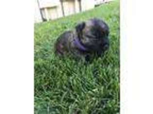 Cairn Terrier Puppy for sale in Gardnerville, NV, USA