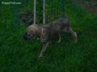 Irish Wolfhound Puppy for sale in Helena, MT, USA