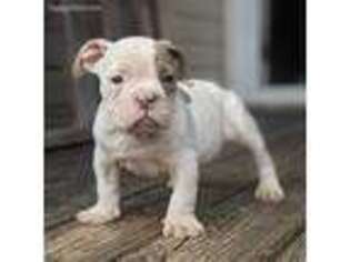 Olde English Bulldogge Puppy for sale in Columbiana, AL, USA