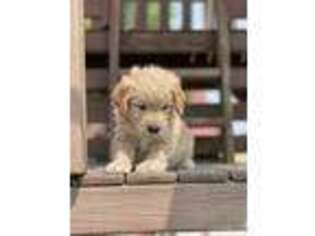 Goldendoodle Puppy for sale in Saint Joe, IN, USA