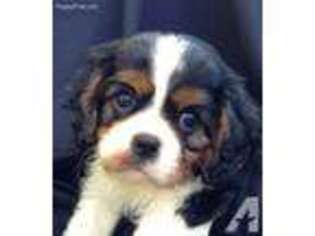 Cavalier King Charles Spaniel Puppy for sale in EDMOND, OK, USA