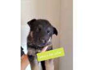 German Shepherd Dog Puppy for sale in Ashland, AL, USA