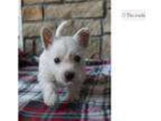 West Highland White Terrier Puppy for sale in Springfield, MO, USA