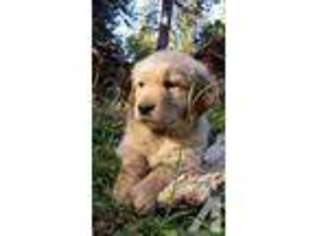 Golden Retriever Puppy for sale in BROOKINGS, OR, USA