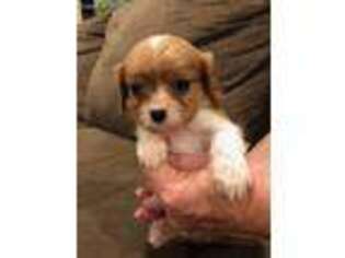 Cavalier King Charles Spaniel Puppy for sale in Saint James, MO, USA