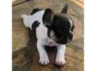 French Bulldog Puppy for sale in Fort Mitchell, AL, USA