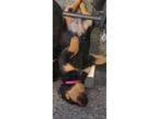 Rottweiler Puppy for sale in Galion, OH, USA