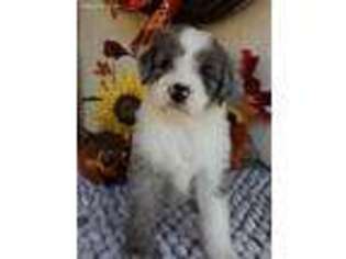 Mutt Puppy for sale in Sorrento, FL, USA