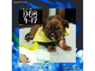 Shorkie Tzu Puppy for sale in Colmesneil, TX, USA