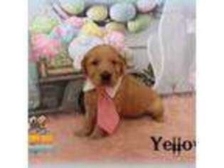 Golden Retriever Puppy for sale in Anson, TX, USA